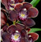 Orchidea Nera Cymbidium Orchid Planta Xxl - Pianta Resistente, Adatta A Climi Secchi - Per Giardini D'Inverno -15 bulbi-I