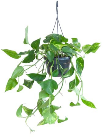 BloomPost Epipremnum Pinnatum Scindapsus - 20-30 cm Plante d'Intérieur - Plantes d'Intérieur Faciles d'Entretien Pour la Maison et le Bureau - Plante Purificatrice d'Air - Dans le Pot de Culture
