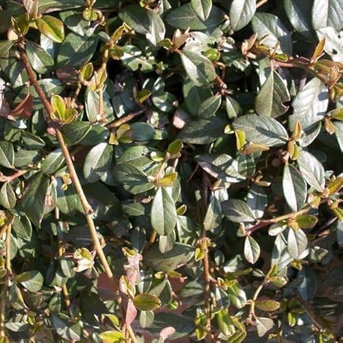 30 Stück Kriechmispel Radicans (Cotoneaster dammeri) im Topf 15-20 cm