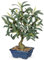 Hollyone Plante artificielle d'olivier décorative, 44 cm, en plastique, dans un pot en céramique, petites plantes artificielles comme de vraies plantes d'intérieur avec branches d'olivier et fruits