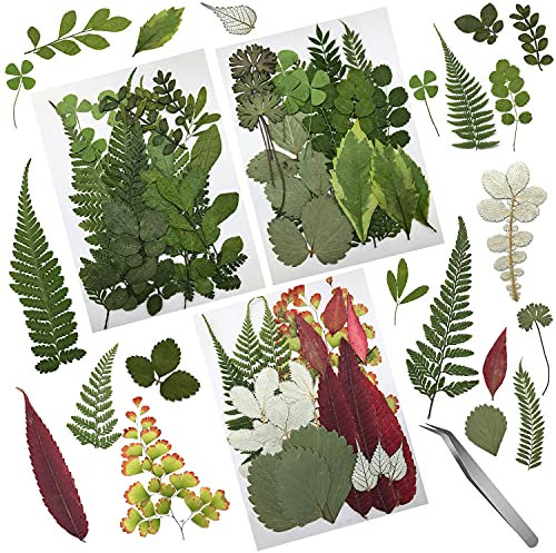 Cinvo 63 Stück echte, getrocknete gepresste Blätter, natürliche getrocknete Blätter für Kerzen, Harz, Schmuck, Seife, Nagelanhänger, Handyhülle, Basteln, Blumendekorationen, Scrapbooking, DIY, 21