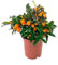 Kumquat Árbol Frutal Citrus Fortunella Margarita Naranjo Enano
