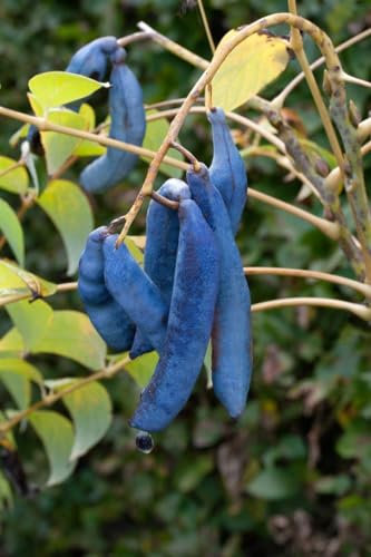 Decaisnea fargesii 125-150 cm - Blauer Gurkenstrauch, auffällige blaue Früchte, Blütezeit Mai-Juni, exotischer Blickfang, winterhart und pflegeleicht