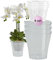 Garten lux Orchideentöpfe Transparent 4er-Set 2L Ø16 cm mit 4er-Set Orchideen Übertöpfe Drainageloch Kunststoff Transparent 1L Ø14 cm für den Innenbereich