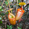 TOYHEART 50pcs Graines De Fleurs De Qualité Supérieure, Graines De Népenthes Décoratives Tropicales avec Pochette Graines De Plantes Carnivores pour La Maison Orange