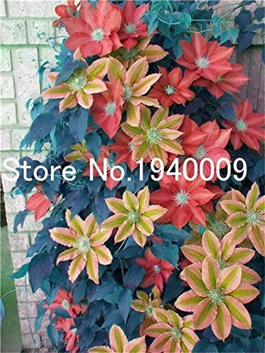 100pcs Clim Clematis SEEDS for Gardening red orange:Seeds Only
