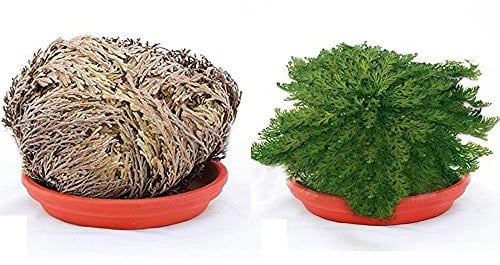 ROSA DI JERICHO 1 PIANTA jerico gericho gerico salaginella lwpidophylla deserto