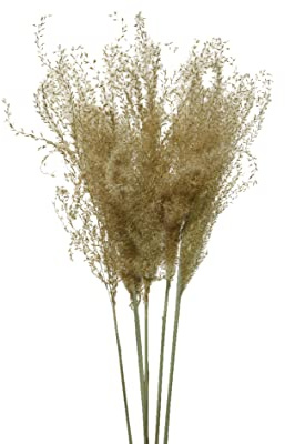 Trockenblumen Pampasgras 55cm getrocknete Gräser Natur Deko Hochzeitsdeko