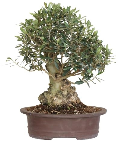 KENTIS - Olivenbonsai - Olea Europaea - Echte Obstpflanzen für den Außenbereich - Kunsthandwerklicher Keramiktopf - H 50-60 cm Topf Ø 35 cm variabel