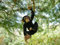 Hanging Monkey Garden Ornament, Decorative Tree Rope Monkey, Indoor Outdoor Safari Decor (Hanging Swinging Monkey)