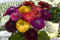 25 graines de Zinnia - capitules géant! PLEIN DE COULEURS! 4 FT TALL!
