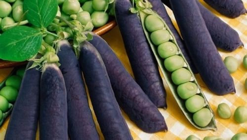 25+ Blau Podded Bio Erbsensamen Pisum sativum