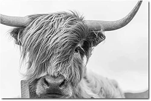Leinwandgemälde Highland Cow Bild, Schwarz-Weiß Kunst Wandbild, schottisches Fotografie Tier Kuh Poster für Badezimmer Dekor Rahmenlose (80x120 cm)