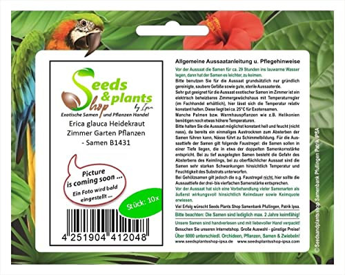 Stk - 10x Erica glauca Heidekraut Zimmer Garten Pflanzen - Samen B1431 - Seeds & Plants Shop by Ipsa