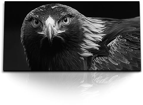 Paul Sinus Kunstdruck Bilder 120x60cm Adler Schwarz Weiß Tierfotografie Raubvogel Greifvogel