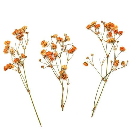 MZYFDC Fiori Pressati Secchi 12 Pezzi di Fiori pressati alla Moda, Bouquet eterni, Fiori secchi Colorati for Decorazioni Fai da Te per Produzione di Sapone(Orange)