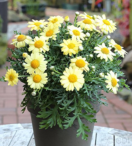 Grönland Margerite Schwefelglanz - Arctanthemum arcticum - lebende Gartenpflanze aus den Baumschulen