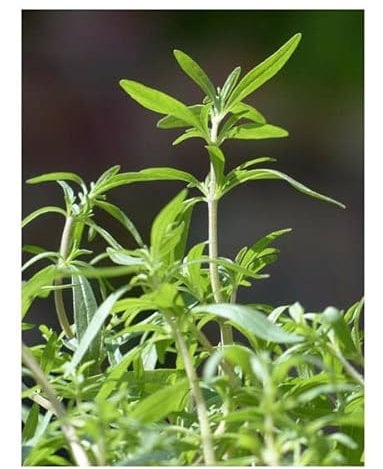 Pezzi - 40x Santoreggia 1-jährig Satureja Hortensis Eko Giardino Piante - Seme KS254 - Seeds & Plants Shop by Ipsa