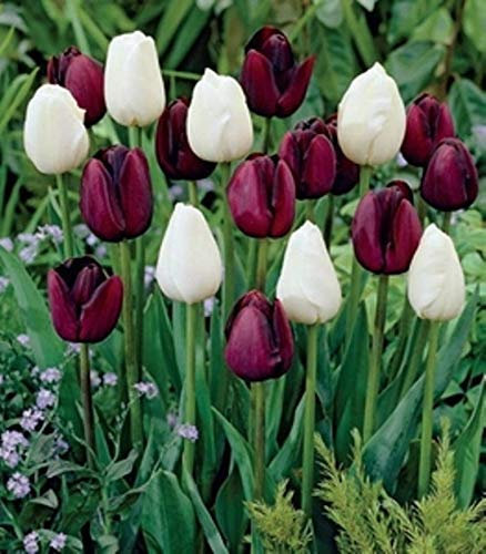 Portal Cool 12 reina de la noche + 12 Sueño blanco bulbos del tulipán Hardy primavera jardín perenne