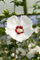 Hibiscus syriacus 'Red Heart' 40-60 cm - Gartenhibiskus, weiße Blüten mit rotem Auge, Blütezeit Juli-September, ideal für Hecken, winterhart und pflegeleicht