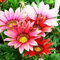 Haloppe 100 Stück Gazania Rigens Blumen Pflanzensamen für die Bepflanzung des Hausgartens, Gazania Rigens Samen Chrysantheme Zierblumen Garten Bonsai Dekor Gazania Rigens Samen