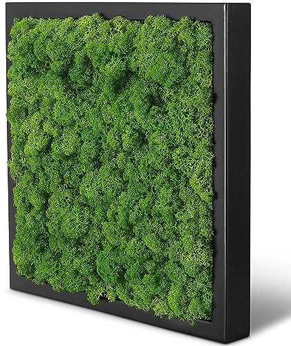 Moosbild Islandmoos - Pflanzenbild Vollholz-Rahmen - XXL - Schwarz | 25 x 25 cm