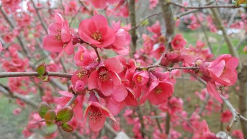 Chaenomeles speciosa 'Umbilicata' / Cognassier du Japon rose/Conteneur de 7 à 10 litres