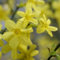 Jasmin d'hiver 1L - La plus belle plante arbustive qui fleurit en hiver