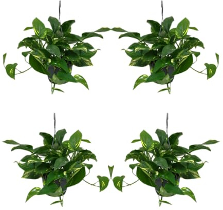Efeutute | 4er-Set | Epipremnum aureum | ca. 30-35 cm | ø 12-15 cm Topf | Pflegeleichte Zimmerpflanzen für Wohnung und Büro | Qualität vom Pflanzen Profi | Ideale Raumbegrünung