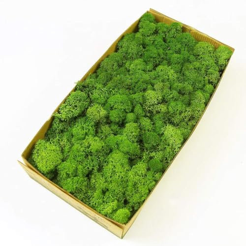 Prefleur Kit de bricolage en mousse de renne préservée verte naturelle à faire soi-même pour décoration murale, fleuriste, décoration de table de Pâques, décoration de mariage (0,4 kg) (vert-02)