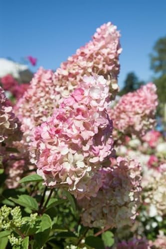 Hydrangea paniculata 'Sundae Fraise' -R- 40-60 cm - Rispenhortensie, rosa-weiße Blüten, Blütezeit Juli-September, ideal für Rabatten, pflegeleicht und winterhart