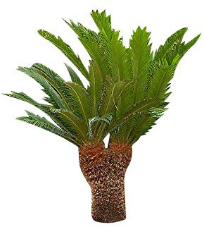 Wunderschöne Cycas Palme -Cycas revoluta- 10 frische Große Samen Japanischer Palmfarn