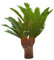 Wunderschöne Cycas Palme -Cycas revoluta- 10 frische Große Samen Japanischer Palmfarn
