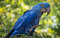 LHJOY Puzzle Natur 3D Puzzle 1000 Teile Vogelfeder Papagei Hyazinthe Ara 75X50Cm