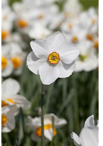 Garten-Narzisse 'Actaea', Narcissus poeticus - kleinblumig weiß-gelb, im Topf 11 cm vorgetrieben, in Gärtnerqualität von Blumen Eber - 11 cm