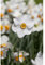 Garten-Narzisse 'Actaea', Narcissus poeticus - kleinblumig weiß-gelb, im Topf 11 cm vorgetrieben, in Gärtnerqualität von Blumen Eber - 11 cm