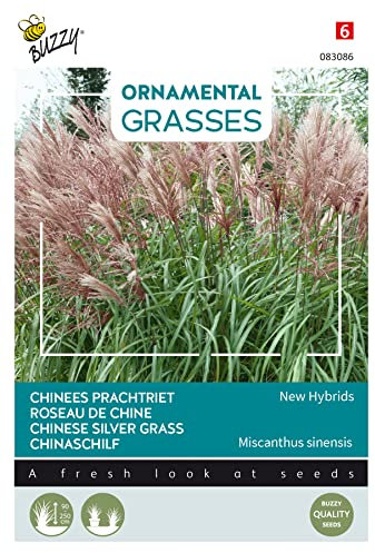 Buzzy Ornamental Grasses, Chinese Silver Grass 'New Hybrids