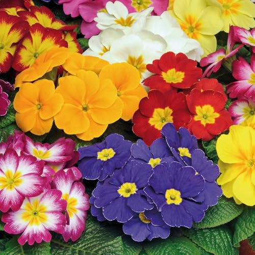 Primrose 'Bonelli Mix'. Bedding Plant x 6. Winter Flowering Primula. Mixed Primula Flowers. Available from Bedwen Plants