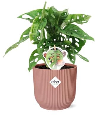 Monstera 'Monkey Leaf' en Vibes Fold rose - 30cm - Ø14cm - Plante d'intérieur - Vert persistant