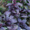 Basilico - Dark Opal (Viola) - 250 semi + Omaggio