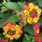300 Lantana Camara Samen – Lantana-Samen in verschiedenen Farben für den Außenbereich, mehrjährige Samen für Gartenblumen, schnell wachsende Lantana-Pflanzen