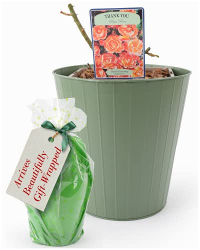 Thank You Rose Plant – Celebration 5.5 Litre Potplant, Inside A Sage Green Tin Planter. Beautifully Gift Wrapped. They are Real, Living, British Grown, Garden Ready, Indoor or Outdoor Flowers
