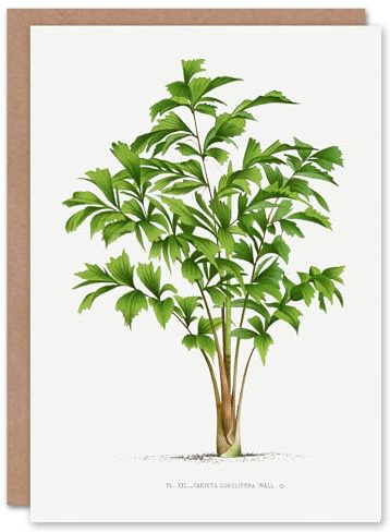 Artery8 Oswald de Kerchove Art Card Caryota Sobolifera Palm Tree