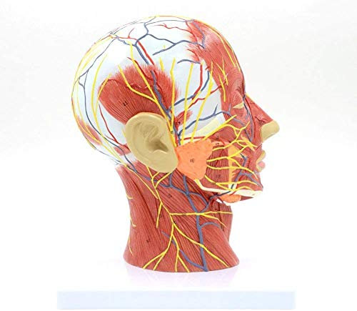 LBYLYH Education Form Anatomical Model Human Skull with Muscle and Nerve Brain Blood Vessel Head Model Human Anatomy Education