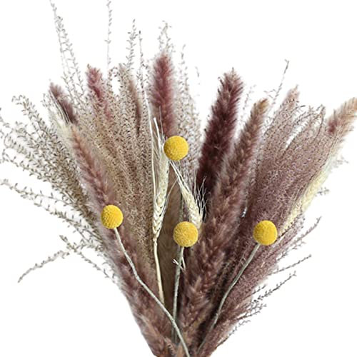 Tubayia Erba di Pampa essiccata naturale per piante di fragmite, mazzo di fiori, coniglio e erba (B)