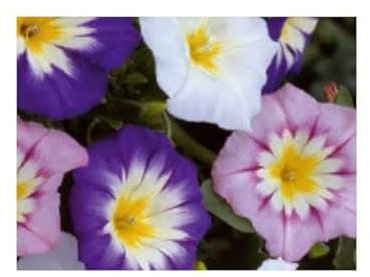 Stk - 30x Tagesschöne, dreifarbige Winde Royal Ensign mix Garten Pflanzen - Samen KS22 - Seeds & Plants Shop by Ipsa