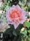 Rosa Compassion® - syn. Belle des Londres - Kletterrose - Harkness-Rose - ADR-Rose