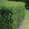 GreenboutiQ - Heckenpflanzen - Taxus baccata - Blatt grün - 6 Pflanzen - 1 laufender Meter - immergrün - Topf 17cm Höhe 60cm