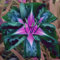 Winterhart Zwiebeln Blumenzwiebeln MehrjäHrig Winterhart Taglilien Winterhart MehrjäHrig Hemerocallis Pflanzen Pflegeleichte Gartenbepflanzung Im Freien Hemerocallis-8bulbs-B