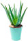 1 x Aloe Vera | 25-35cm | Pianta Medicinale da Interno | Pianta Regalo in Vendita
